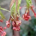 Acer japonicum Virág