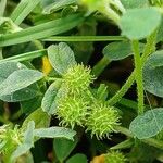 Medicago minima Fruit