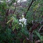 Lupinus arboreus Flower