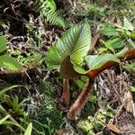 Philodendron verrucosumLeaf