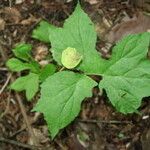 Dorstenia contrajerva Leaf