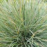 Festuca glauca Folio