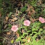 Linum pubescens Hábito