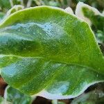 Alternanthera ficoidea Leaf