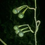 Solanum subinerme Fruit