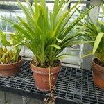 Cymbidium aloifolium عادت داشتن