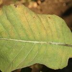 Curatella americana Leaf