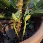 Phaseolus vulgaris Blatt