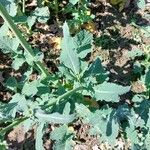 Brassica napus Leaf