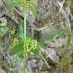 Cruciata glabra Flor