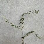 Evolvulus sericeus Yaprak