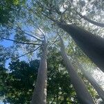 Eucalyptus deglupta Bark