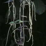 Peperomia macrostachyos Celota