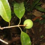 Calophyllum brasiliense Frucht