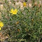 Launaea lanifera عادت داشتن