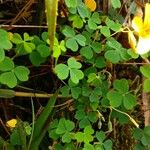 Oxalis medicaginea