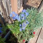 Delphinium wellbyi Flower