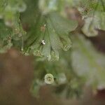 Trichomanes erosum Folha