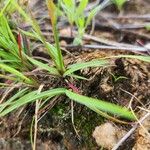 Microchloa kunthii Blatt