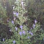 Trichostema dichotomum Fleur