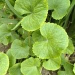 Centella asiaticaLeaf