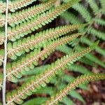 Dryopteris filix-mas फल