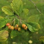 Crataegus punctata Fruto