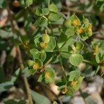 Euphorbia seguieriana Otro