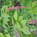 Syringa josikaea Leaf