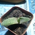 Aloe macrocarpa Feuille