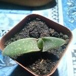 Aloe macrocarpa Blatt