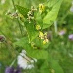 Fagopyrum tataricum Flower