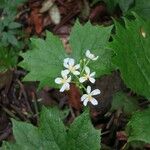 Diphylleia cymosa Hábito