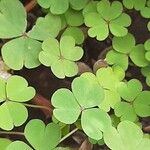 Oxalis incarnata Leaf