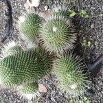 Mammillaria spinosissima 葉