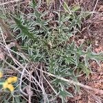 Cirsium echinatum Deilen