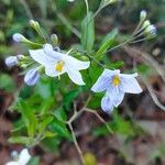 Solanum bonariense Flower