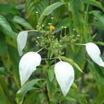 Mussaenda frondosa 葉