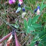 Lathyrus linifolius Fruto