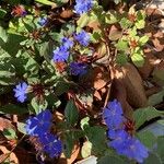 Ceratostigma plumbaginoidesBlüte