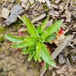 Oenothera parviflora Blad