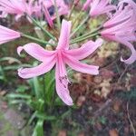 Nerine bowdenii Flor