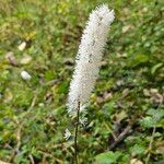 Actaea simplex Fleur