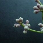 Syzygium neoeugenioides Frukto