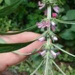 Leonurus quinquelobatus Hoja