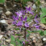 Cleomella serrulata Flower