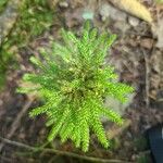 Lycopodium dendroideumLeaf