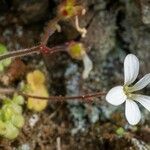 Saxifraga corsica Çiçek