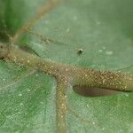 Tectaria angelicifolia Leaf