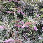 Buddleja davidii Агульны выгляд